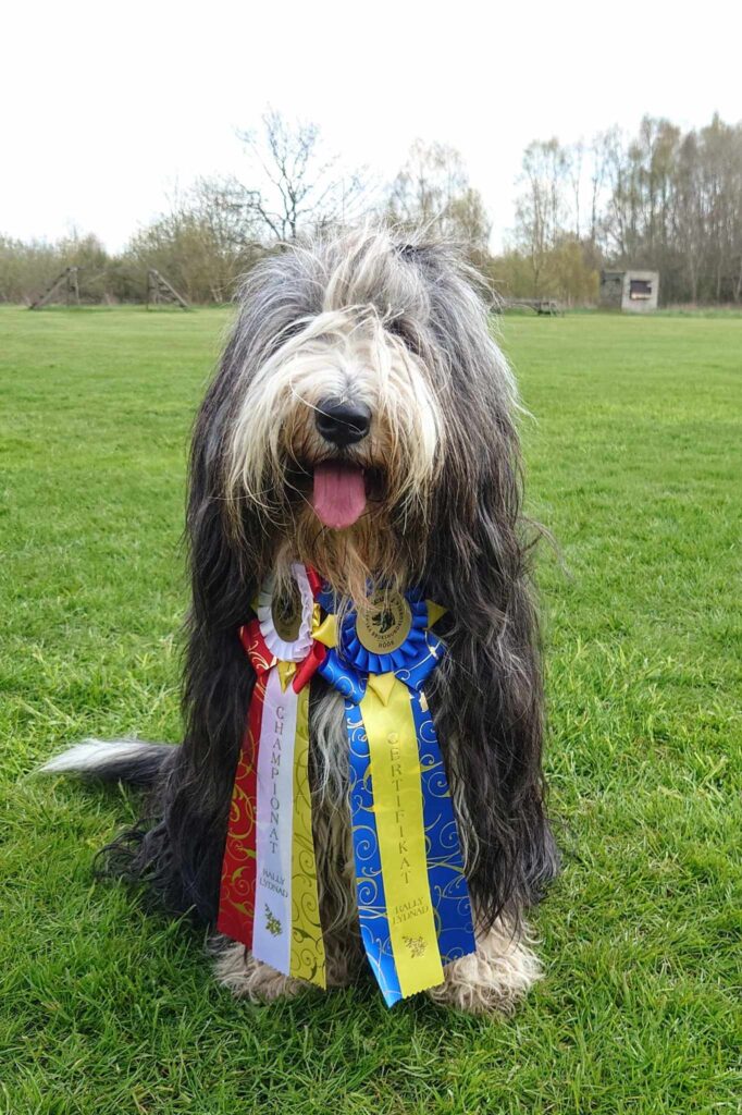 Holly - nybliven champion!